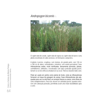 64
CoreseformasdoBiomaPampa
Gramíneasornamentaisnativas
Andropogon bicornis L.
O capim-rabo-de-cavalo, capim-rabo-de-raposa ou capim-rabo-de-burro é uma
planta encontrada em solos arenosos, em formações campestres.
A planta é perene, cespitosa, sem rizomas, de grande porte, com 130 cm
a 180 cm de altura, verticalizada e simétrica, sem aroma perceptível. Suas
corimbiformes, brilhantes, esverdeadas com ápice prateado quando jovem,
tornam-se cor-de-vinho ao amadurecer ou secar. Floresce durante todo o ano.
-
corte complementares. Para isso, devem ser coletadas jovens, quando estive-
rem com coloração prateada, permitindo assim uma maior durabilidade após
o corte.
 