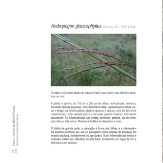 68
CoreseformasdoBiomaPampa
Gramíneasornamentaisnativas
Andropogon glaucophyllus Roseng., B.R. Arrill. & Izag.
O capim-azul é uma planta de solos arenosos que ocorre nas planícies próxi-
mas ao mar.
A planta é perene, de 110 cm a 200 cm de altura, verticalizada, simétrica,
-
tas e longas na mesma planta, glabras, glaucas e opacas, com até 80 cm de
comprimento, eretas quando jovens e curvadas quando maduras, sem aroma
- -
-
delicadeza aos arranjos.
 