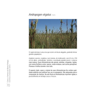 70
CoreseformasdoBiomaPampa
Gramíneasornamentaisnativas
Andropogon virgatus Ham.
O capim-do-brejo é uma erva que ocorre em locais alagados, podendo formar
grandes populações.
A planta é perene, cespitosa, sem rizomas, de médio porte, com 42 cm a 150
cm de altura, verticalizada, simétrica, esverdeada quando jovem e vinácea
-
-
preenchimento em arranjos secos e frescos.
 