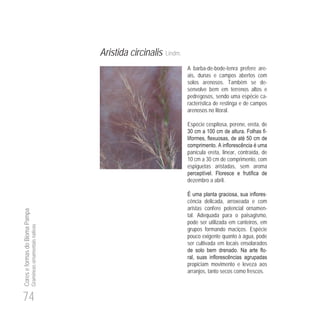 74
CoreseformasdoBiomaPampa
Gramíneasornamentaisnativas
Aristida circinalis Lindm.
A barba-de-bode-tenra prefere are-
ais, dunas e campos abertos com
solos arenosos. Também se de-
senvolve bem em terrenos altos e
pedregosos, sendo uma espécie ca-
racterística de restinga e de campos
arenosos no litoral.
Espécie cespitosa, perene, ereta, de
30 00 -
50
panícula ereta, linear, contraída, de
10 cm a 30 cm de comprimento, com
espiguetas aristadas, sem aroma
dezembro a abril.
-
cência delicada, arroxeada e com
aristas confere potencial ornamen-
tal. Adequada para o paisagismo,
pode ser utilizada em canteiros, em
grupos formando maciços. Espécie
pouco exigente quanto à água, pode
ser cultivada em locais ensolarados
-
propiciam movimento e leveza aos
arranjos, tanto secos como frescos.
 
