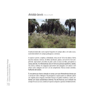 78
CoreseformasdoBiomaPampa
Gramíneasornamentaisnativas
Aristida laevis (Nees) Kunth
A barba-de-bode-alta é uma espécie frequente em campos altos e em solos secos,
ocorrendo também em campos pedregosos e arenosos.
A espécie é perene, cespitosa, verticalizada, ereta, de até 130 cm de altura e forma
touceiras robustas e densas. As folhas são lineares, planas, com até 60 cm de com-
primento. Apresentam uma linha de pelos curtos na base da folha, perceptíveis a
reta, densa, contínua. As espiguetas apresentam calo subagudo, sem coluna e com
aristas curtas subiguais com até 5 cm de comprimento. Floresce desde setembro,
se destacam sobre a folhagem. No paisagismo a espécie pode ser cultivada a pleno
sol, exigindo pouca irrigação, formando maciços em jardins marítimos e outros am-
arranjosfrescosousecos,dandoumaspectocompactoegraciososimultaneamente.
 
