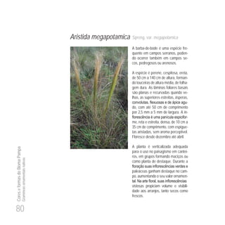 80
CoreseformasdoBiomaPampa
Gramíneasornamentaisnativas
Aristida megapotamica Spreng. var. megapotamica
A barba-de-bode é uma espécie fre-
quente em campos serranos, poden-
do ocorrer também em campos se-
cos, pedregosos ou arenosos.
A espécie é perene, cespitosa, ereta,
de 50 cm a 140 cm de altura, forman-
do touceiras de altura média, de folha-
gem dura. As lâminas foliares basais
são planas e recurvadas quando ve-
lhas, as superiores estreitas, ásperas,
-
do, com até 50 cm de comprimento
por 2,5 mm a 5 mm de largura. A in-
-
me, reta e estreita, densa, de 10 cm a
35 cm de comprimento, com espigue-
tas aristadas, sem aroma perceptível.
Floresce desde dezembro até abril.
A planta é verticalizada adequada
para o uso no paisagismo em cantei-
ros, em grupos formando maciços ou
como planta de destaque. Durante a
paleáceas ganham destaque no cam-
po, aumentando o seu valor ornamen-
vistosas propiciam volume e visibili-
dade aos arranjos, tanto secos como
frescos.
 