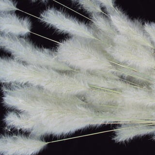 86
CoreseformasdoBiomaPampa
Gramíneasornamentaisnativas
 