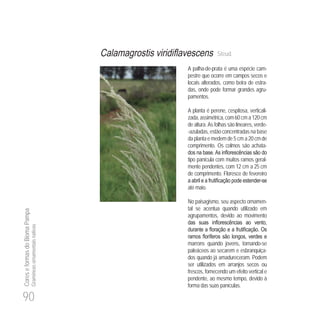 90
CoreseformasdoBiomaPampa
Gramíneasornamentaisnativas
Steud.
A palha-de-prata é uma espécie cam-
pestre que ocorre em campos secos e
locais alterados, como beira de estra-
das, onde pode formar grandes agru-
pamentos.
A planta é perene, cespitosa, verticali-
zada,assimétrica,com60 cm a120cm
de altura. As folhas são lineares, verde-
-azuladas, estão concentradas na base
daplantaemedemde5 cm a20cmde
comprimento. Os colmos são achata-
tipo panícula com muitos ramos geral-
mente pendentes, com 12 cm a 25 cm
de comprimento. Floresce de fevereiro
-
até maio.
No paisagismo, seu aspecto ornamen-
tal se acentua quando utilizado em
agrupamentos, devido ao movimento
marrons quando jovens, tornando-se
paleáceos ao secarem e esbranquiça-
dos quando já amadureceram. Podem
ser utilizados em arranjos secos ou
frescos, fornecendo um efeito vertical e
pendente, ao mesmo tempo, devido à
forma das suas panículas.
 