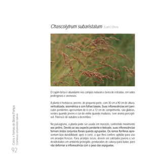 92
CoreseformasdoBiomaPampa
Gramíneasornamentaisnativas
Chascolytrum subaristatum (Lam.) Desv.
O capim-brisa é abundante nos campos naturais e beira de estradas, em solos
pedregosos e arenosos.
A planta é herbácea, perene, de pequeno porte, com 30 cm a 90 cm de altura,
-
culas pendentes apresentam de 6 cm a 12 cm de comprimento, são glabras,
verdes quando jovens e cor-de-vinho quando maduras, sem aroma perceptí-
vel. Floresce de outubro a dezembro.
No paisagismo, a planta pode ser usada em maciços, conferindo movimento
-
sentam boa durabilidade após o corte, o que lhes confere aptidão para uso
em arranjos frescos. Para arranjos secos, devem ser coletados jovens e ser
desidratados em ambiente protegido, pendurados de cabeça para baixo, para
 