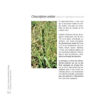 94
CoreseformasdoBiomaPampa
Gramíneasornamentaisnativas
Chascolytrum uniolae (Nees) Essi, Longhi-Wagner & Souza-Chies
O capim-treme-treme é uma erva
que se desenvolve melhor em cam-
pos úmidos, mas pode ser encon-
trada em beira de estradas ou em
campos secos.
A planta é herbácea, perene, de pe-
queno a médio porte, com 30 cm a
135 cm de altura, verticalizada, as-
simétrica, sem aroma perceptível.
0
a 25 cm de comprimento, são con-
traídas, densas, opacas, cilíndricas
e eretas, com espiguetas glabras, de
cor esverdeada a paleácea. Floresce
logo no início da primavera, esten-
-
-
cos ou secos. Apresentam boa du-
rabilidade após o corte. Devem ser
coletadas jovens e ser desidratadas
em ambiente protegido, penduradas
com o peso das espiguetas.
 