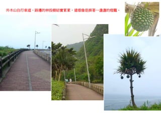 外木山自行車道，路邊的林投樹結實累累，遠看像是掛著一盞盞的燈籠。
 