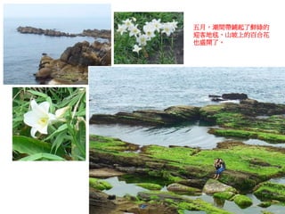 五月，潮間帶鋪起了鮮綠的
迎客地毯，山坡上的百合花
也盛開了。
 