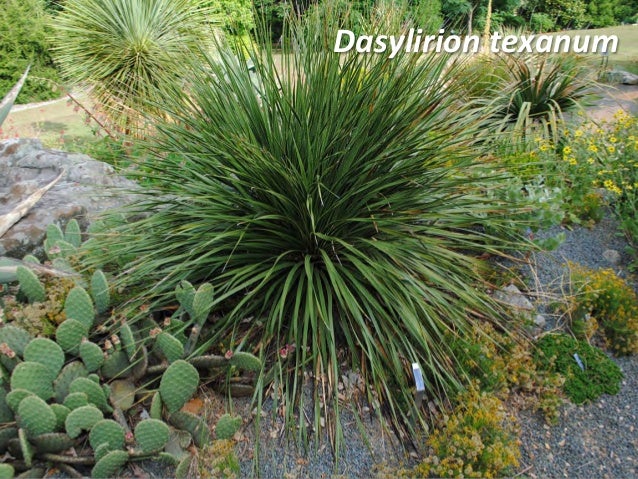 Southern Born And Bred Native Adopted Plants For Zone 8