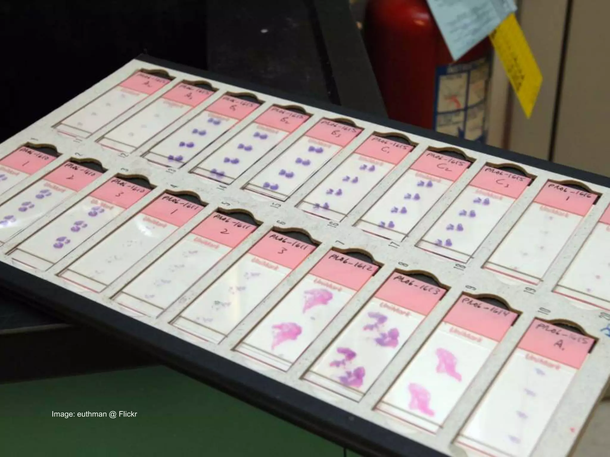 Image: euthman @ Flickr