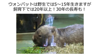 ウォンバットは野生では5～15年生きますが
飼育下では20年以上！30年の長寿も！
 