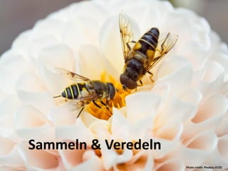 Sammeln & Veredeln
Photo credit: Pixabay (CC0)