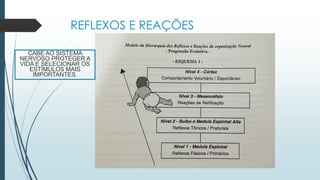 REFLEXOS E REAÇÕES
CABE AO SISTEMA
NERVOSO PROTEGER A
VIDA E SELECIONAR OS
ESTÍMULOS MAIS
IMPORTANTES.
 