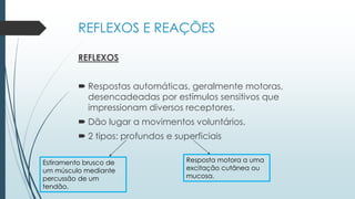 REFLEXOS E REAÇÕES
REFLEXOS
 Respostas automáticas, geralmente motoras,
desencadeadas por estímulos sensitivos que
impressionam diversos receptores.
 Dão lugar a movimentos voluntários.
 2 tipos: profundos e superficiais
Estiramento brusco de
um músculo mediante
percussão de um
tendão.
Resposta motora a uma
excitação cutânea ou
mucosa.
 