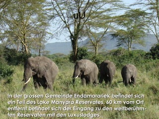 uU
In der grossen Gemeinde Endamarariek befindet sichIn der grossen Gemeinde Endamarariek befindet sich
ein Teil des Lake Manyara Reservates. 60 km vom Ortein Teil des Lake Manyara Reservates. 60 km vom Ort
entfernt befindet sich der Eingang zu den weltberühm-entfernt befindet sich der Eingang zu den weltberühm-
ten Reservaten mit den Luxuslodgesten Reservaten mit den Luxuslodges ....
 