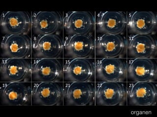 organen
 
