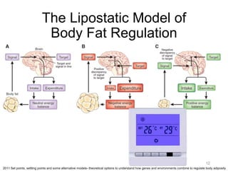 The Lipostatic Model of
Body Fat Regulation
12
2011 Set points, settling points and some alternative models- theoretical options to understand how genes and environments combine to regulate body adiposity
 