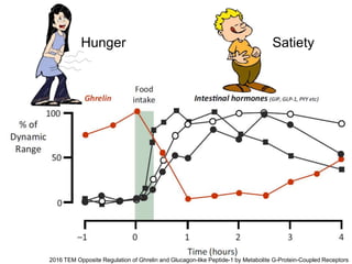 15
2016 TEM Opposite Regulation of Ghrelin and Glucagon-like Peptide-1 by Metabolite G-Protein-Coupled Receptors
Hunger Satiety
 