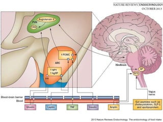2013 Nature Reviews Endocrinology. The endocrinology of food intake
 