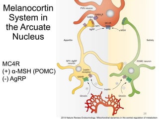 Melanocortin
System in
the Arcuate
Nucleus
26
2014 Nature Review Endocrinology. Mitochondrial dynamics in the central regulation of metabolism
MC4R
(+) α-MSH (POMC)
(-) AgRP
 