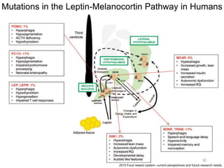 Mutations in the Leptin-Melanocortin Pathway in Humans
30
2015 Food reward system- current perspectives and future research needs
 