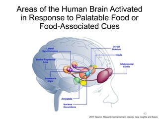 Areas of the Human Brain Activated
in Response to Palatable Food or
Food-Associated Cues
43
2011 Neuron. Reward mechanisms in obesity- new insights and future
 