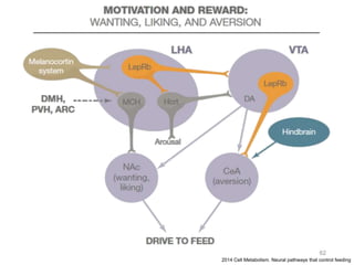 62
2014 Cell Metabolism. Neural pathways that control feeding
 