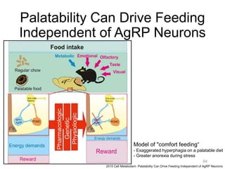 Palatability Can Drive Feeding
Independent of AgRP Neurons
64
2015 Cell Metabolism. Palatability Can Drive Feeding Independent of AgRP Neurons
Model of "comfort feeding“
- Exaggerated hyperphagia on a palatable diet
- Greater anorexia during stress
 