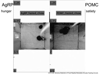 2015 Cell. Sensory Detection of Food Rapidly Modulates Arcuate Feeding Circuits
AgRP POMC
hunger satiety
 