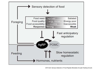 2015 Cell. Sensory Detection of Food Rapidly Modulates Arcuate Feeding Circuits
 