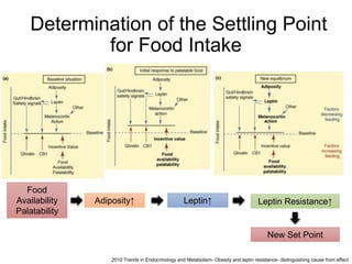 Determination of the Settling Point
for Food Intake
Food
Availability
Palatability
Leptin Resistance↑Adiposity↑ Leptin↑
2010 Trends in Endocrinology and Metabolism- Obesity and leptin resistance- distinguishing cause from effect
New Set Point
 