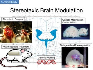 Stereotaxic Brain Modulation
Stereotaxic Surgery
Pharmacologic Treatment
Genetic Modification
(Cre/flox, CRISP)
Optogenetics/Chemogenetics
Genetic Profiling
1. Animal Study
76
 