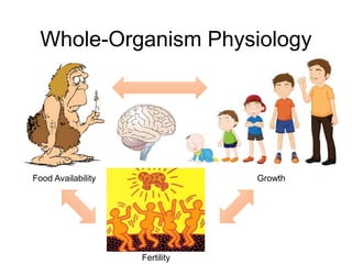 Food Availability Growth
Fertility
Whole-Organism Physiology
 