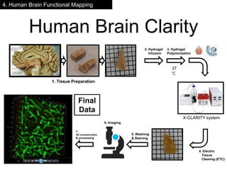 1. Tissue Preparation
2. Hydrogel
Infusion
3. Hydrogel
Polymerization
37
℃
X-CLARITY system
4. Electric
Tissue
Clearing (ETC)
5. Washing
& Staining
6. Imaging
7.
3D reconstruction
& processing
Final
Data
Human Brain Clarity
4. Human Brain Functional Mapping
 