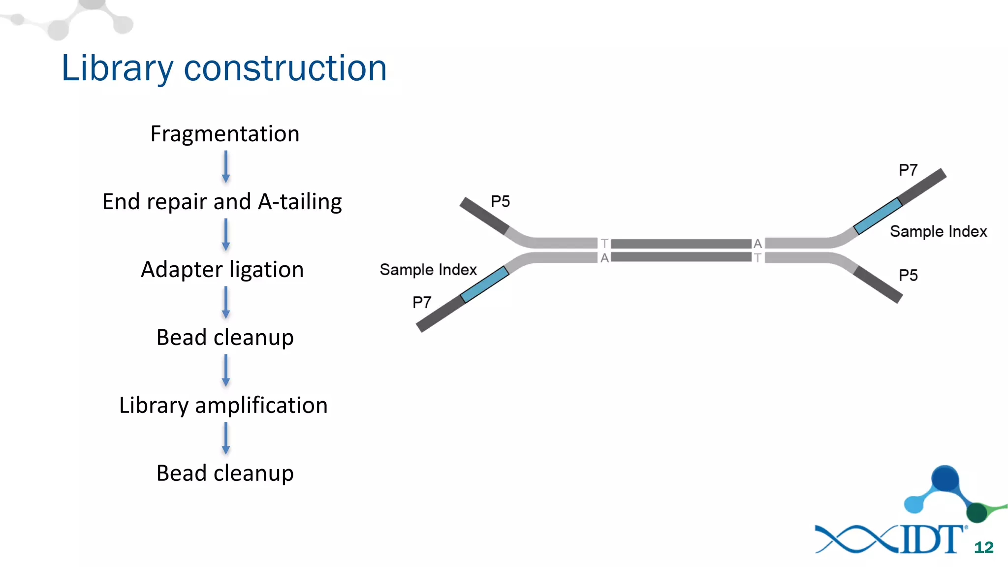 Library construction
12
Fragmentation
End	repair	and	A-tailing
Adapter	ligation
Bead	cleanup
Library	amplification
Bead	cleanup
 