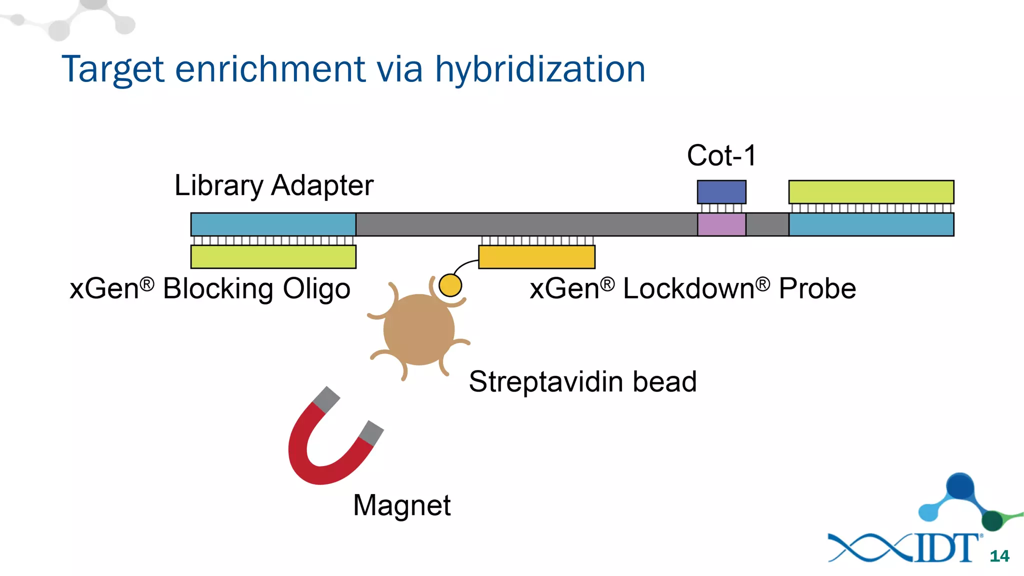 Target enrichment via hybridization
14
 