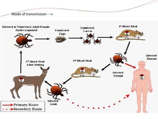Mode of transmission - -»