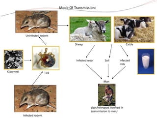 C.burneti Tick
Uninfected rodent
Infected rodent
Sheep Cattle
Infected wool Soil Infected
milk
Man
Mode Of Transmission:
(No Arthropod involved in
transmission to man)