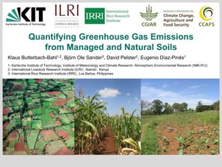 INSTITUTE OF METEOROLOGY AND CLIMATE RESEARCH, ATMOSPHERIC ENVIRONMENTAL RESEARCH, IMK-IFU
DIVISION/Working Group… (change in master view)
Quantifying Greenhouse Gas Emissions
from Managed and Natural Soils
Klaus Butterbach-Bahl1,2, Björn Ole Sander3, David Pelster2, Eugenio Díaz-Pinés1
1: Karlsruhe Institute of Technology, Institute of Meteorology and Climate Research, Atmospheric Environmental Research (IMK-IFU)
2: International Livestock Research Institute (ILRI) , Nairobi , Kenya
3: International Rice Research Institute (IRRI) , Los Baños, Philippines
 