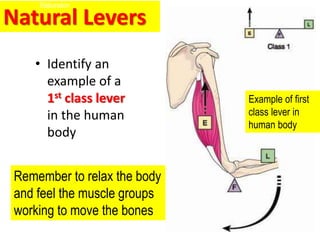 First Class Levers Examples Body 2016_1100_BASIC MACHINES = intro-Lever-screw -wedge-MA (1).ppt