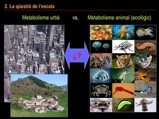 ¿?
2. La qüestió de l’escala
Metabolisme urbà vs. Metabolisme animal (ecològic)
 