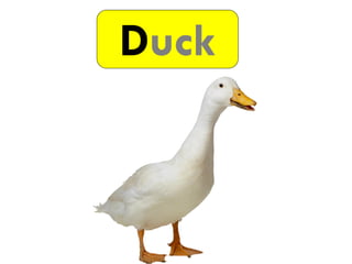 Duck
 
