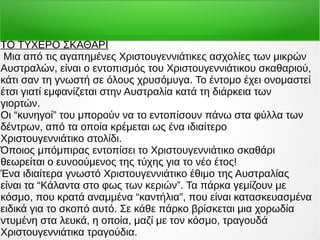 ΤΟ ΤΥΧΕΡΟ ΣΚΑΘΑΡΙ
Μια από τις αγαπημένες Χριστουγεννιάτικες ασχολίες των μικρών
Αυστραλών, είναι ο εντοπισμός του Χριστουγεννιάτικου σκαθαριού,
κάτι σαν τη γνωστή σε όλους χρυσόμυγα. Το έντομο έχει ονομαστεί
έτσι γιατί εμφανίζεται στην Αυστραλία κατά τη διάρκεια των
γιορτών.
Οι “κυνηγοί” του μπορούν να το εντοπίσουν πάνω στα φύλλα των
δέντρων, από τα οποία κρέμεται ως ένα ιδιαίτερο
Χριστουγεννιάτικο στολίδι.
Όποιος μπόμπιρας εντοπίσει το Χριστουγεννιάτικο σκαθάρι
θεωρείται ο ευνοούμενος της τύχης για το νέο έτος!
Ένα ιδιαίτερα γνωστό Χριστουγεννιάτικο έθιμο της Αυστραλίας
είναι τα “Κάλαντα στο φως των κεριών”. Τα πάρκα γεμίζουν με
κόσμο, που κρατά αναμμένα “καντήλια”, που είναι κατασκευασμένα
ειδικά για το σκοπό αυτό. Σε κάθε πάρκο βρίσκεται μια χορωδία
ντυμένη στα λευκά, η οποία, μαζί με τον κόσμο, τραγουδά
Χριστουγεννιάτικα τραγούδια.
 