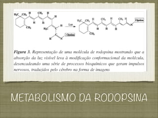 METABOLISMO DA RODOPSINA
 