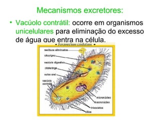 Mecanismos excretores:
• Vacúolo contrátil: ocorre em organismos
unicelulares para eliminação do excesso
de água que entra na célula.
 