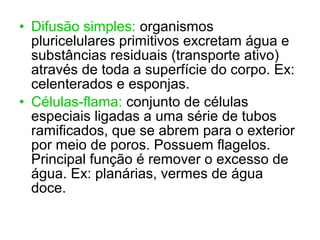 • Difusão simples: organismos
pluricelulares primitivos excretam água e
substâncias residuais (transporte ativo)
através de toda a superfície do corpo. Ex:
celenterados e esponjas.
• Células-flama: conjunto de células
especiais ligadas a uma série de tubos
ramificados, que se abrem para o exterior
por meio de poros. Possuem flagelos.
Principal função é remover o excesso de
água. Ex: planárias, vermes de água
doce.
 