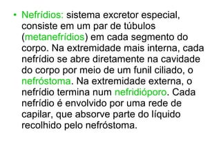 • Nefrídios: sistema excretor especial,
consiste em um par de túbulos
(metanefrídios) em cada segmento do
corpo. Na extremidade mais interna, cada
nefrídio se abre diretamente na cavidade
do corpo por meio de um funil ciliado, o
nefróstoma. Na extremidade externa, o
nefrídio termina num nefridióporo. Cada
nefrídio é envolvido por uma rede de
capilar, que absorve parte do líquido
recolhido pelo nefróstoma.
 