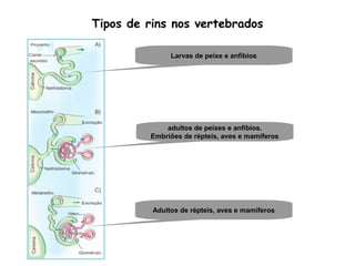 Tipos de rins nos vertebrados
Larvas de peixe e anfíbios
adultos de peixes e anfíbios.
Embriões de répteis, aves e mamíferos
Adultos de répteis, aves e mamíferos
 