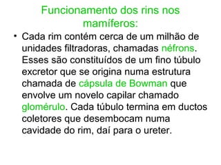 Funcionamento dos rins nos
mamíferos:
• Cada rim contém cerca de um milhão de
unidades filtradoras, chamadas néfrons.
Esses são constituídos de um fino túbulo
excretor que se origina numa estrutura
chamada de cápsula de Bowman que
envolve um novelo capilar chamado
glomérulo. Cada túbulo termina em ductos
coletores que desembocam numa
cavidade do rim, daí para o ureter.
 