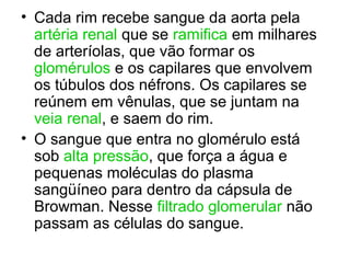 • Cada rim recebe sangue da aorta pela
artéria renal que se ramifica em milhares
de arteríolas, que vão formar os
glomérulos e os capilares que envolvem
os túbulos dos néfrons. Os capilares se
reúnem em vênulas, que se juntam na
veia renal, e saem do rim.
• O sangue que entra no glomérulo está
sob alta pressão, que força a água e
pequenas moléculas do plasma
sangüíneo para dentro da cápsula de
Browman. Nesse filtrado glomerular não
passam as células do sangue.
 